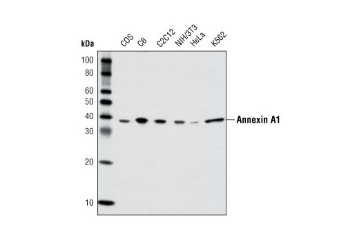 Western blot analysis of extracts from various cell lines using Annexin A1 Antibody.
