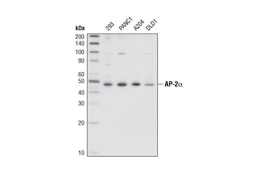 Western blot analysis of extracts from various cell lines, using AP-2α Antibody.