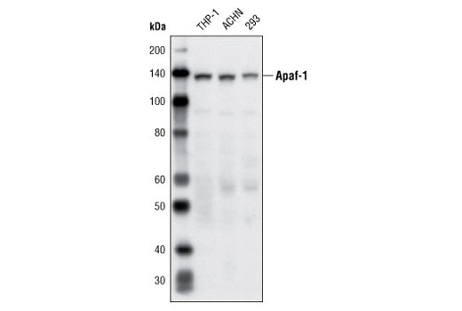 Western blot analysis of extracts from THP-1, ACHN, and 293 cells using Apaf-1 (R205) Antibody.