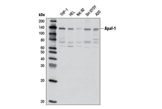 Western blot analysis of extracts from various cell lines using Apaf-1 (D5C3) Rabbit mAb.