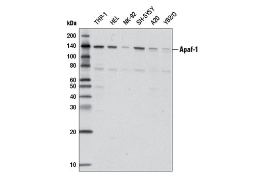 Western blot analysis of extracts from various cell lines using Apaf-1 (D7G4) Rabbit mAb.