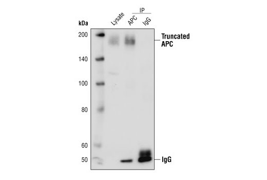 Western blot analysis (lane 1) and Immunoprecipitation (lanes 2-3) of extracts from SW480 cells. APC was immunoprecipitated with APC Antibody (lane 2) or with rabbit IgG (lane 3) to confirm specificity. Western blot detection was performed using APC Antibody.