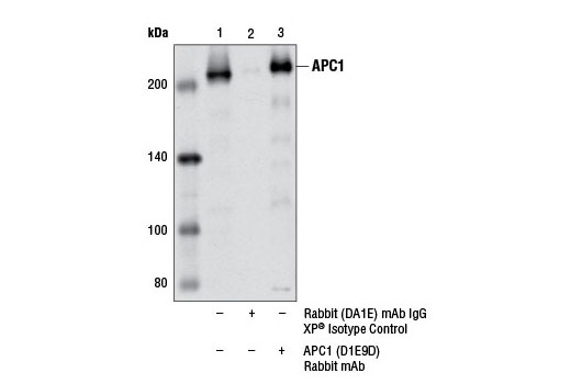 Immunoprecipitation of APC1 from 293T cell extracts using Rabbit (DA1E) mAb IgG XP ® Isotype Control #3900 (lane 2) or APC1 (D1E9D) Rabbit mAb (lane 3). Lane 1 is 10% input. Western blot analysis was performed using APC1 (D1E9D) Rabbit mAb.