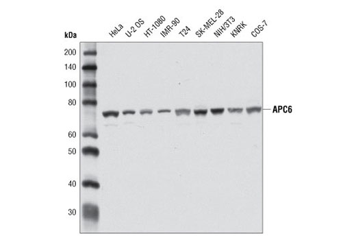 Western blot analysis of extracts from various cell lines using APC6 (D8D8) Rabbit mAb.