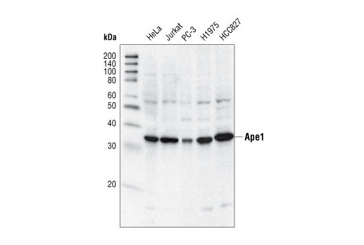 Western blot analysis of extracts from various cell types using Ape1 Antibody.