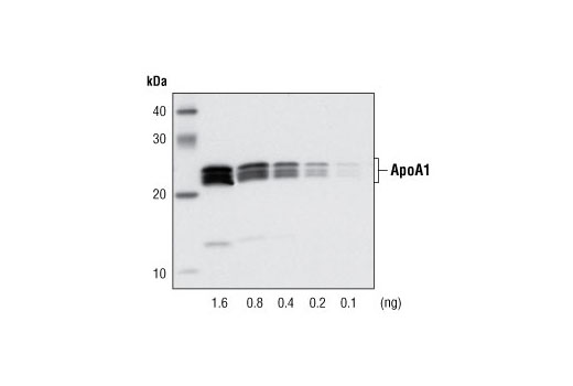 Western blot analysis of decreasing concentrations of ApoA1 protein purified from human serum using ApoA1 (5F4) Mouse mAb.