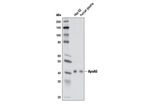 Western blot analysis of Hep G2 cell extracts and human plasma using ApoA5 (2G1H11) Mouse mAb.