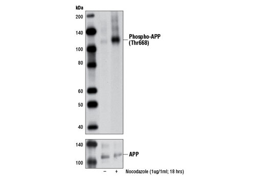 Western blot analysis of extracts from HeLa cells, untreated or nocodazole-treated (1 μg/ml, 18 hr) using Phospho-APP (Thr668) (D90B8) Rabbit mAb (upper) or APP Antibody #2452 (lower).