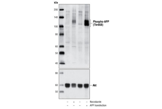 Western blot analysis of extracts from HeLa cells, untreated or nocodazole-treated, and untransfected or transfected with APP, using Phospho-APP (Thr668) Antibody (upper) or Akt (pan) (C67E7) Rabbit mAb #4691 (lower).