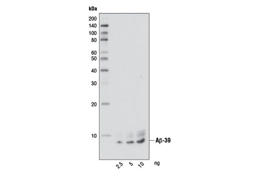 Western blot analysis of the indicated amounts of human Aβ-39 peptide using β-Amyloid (1-39 Specific) (D5Y9L) Rabbit mAb.