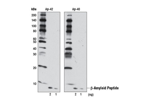 Western blot analysis of the indicated amounts of human Aβ-42 (left) and Aβ-40 (right) peptides using β-Amyloid (D12B2) Rabbit mAb.