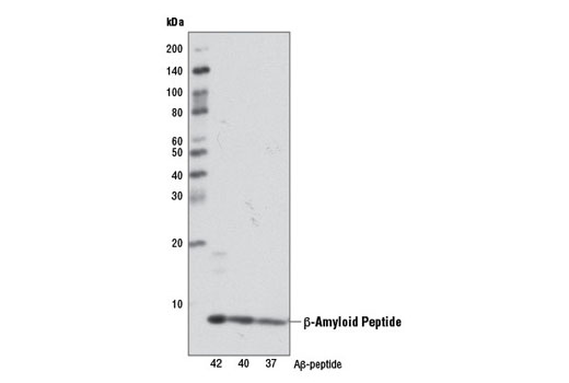 Western blot analysis of human Aβ-37, Aβ-40, and Aβ-42 using β-Amyloid (D12B2) Rabbit mAb.