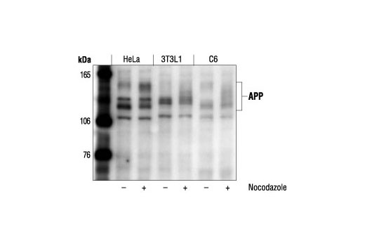 Western blot analysis of extracts from HeLa (human), 3T3L1 (mouse) or C6 (rat) cells, untreated or nocodazole-treated (1 µg/ml, 16-18 hours), using APP Antibody.