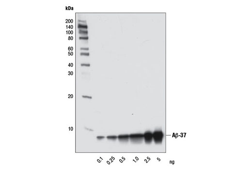 Western blot analysis of the indicated amounts of human Aβ-37 peptide using β-Amyloid (1-37 Specific) (D2A6H) Rabbit mAb.