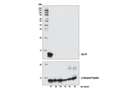 Western blot analysis of human Aβ-37, Aβ-38, Aβ-39, Aβ-40, Aβ-42, and Aβ-43 peptides (10 ng) using β-Amyloid (1-37 Specific) (D2A6H) Rabbit mAb (upper) or β-Amyloid (D54D2) XP ® Rabbit mAb #8243 (lower).