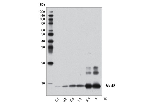 Western blot analysis of the indicated amounts of human Aβ-42 peptide using β-Amyloid (1-42 Specific) (D3E10) Rabbit mAb.