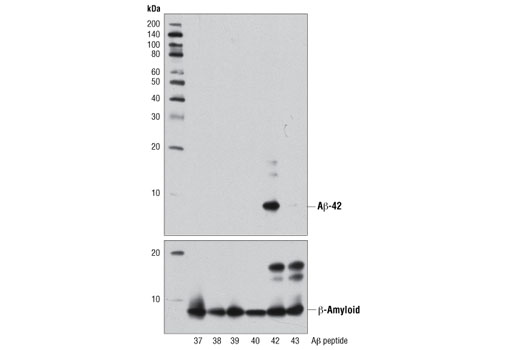 Western blot analysis of human Aβ-37, Aβ-38, Aβ-39, Aβ-40, Aβ-42, and Aβ-43 peptides (2.5 ng) using β-Amyloid (1-42 Specific) (D3E10) Rabbit mAb (upper) or β-Amyloid (D54D2) XP ® Rabbit mAb #8243 (lower).