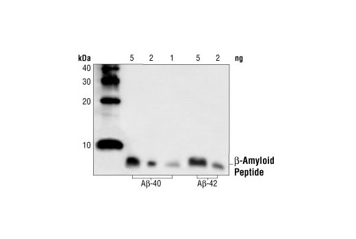 Western blot analysis of human A-beta-40 and A-beta-42 peptides (1-5 ng), using beta-Amyloid Antibody.