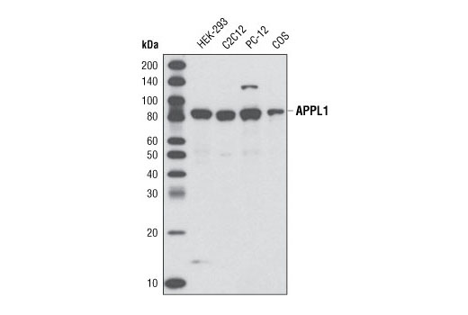 Western blot analysis of extracts from various cell types using APPL1 (D83H4) XP ® Rabbit mAb.