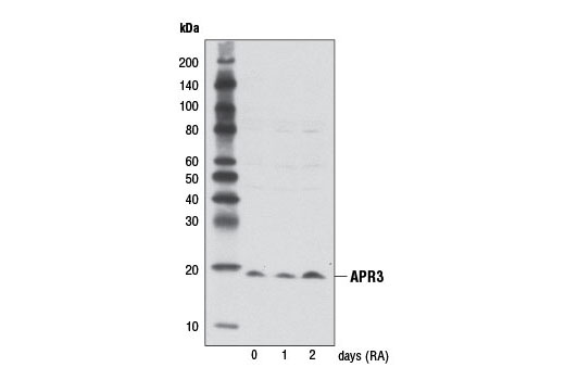 Western blot analysis of extracts from HL-60 cells, untreated or treated with retinoic acid for the indicated times (RA; 1 μM), using APR3 Antibody.