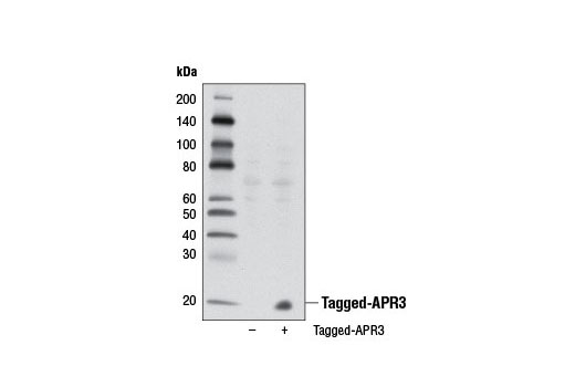 Western blot analysis of extracts from 293T cells, mock transfected (-) or transfected with an expression construct encoding tagged APR3 (+), using APR3 Antibody. The construct was kindly provided by Drs. Timothy Peterson and Erin O'Shea, Harvard University, Boston MA.