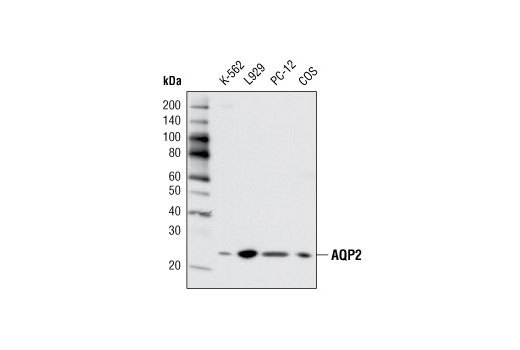 Western blot analysis of extracts from various cell lines using AQP2 Antibody.