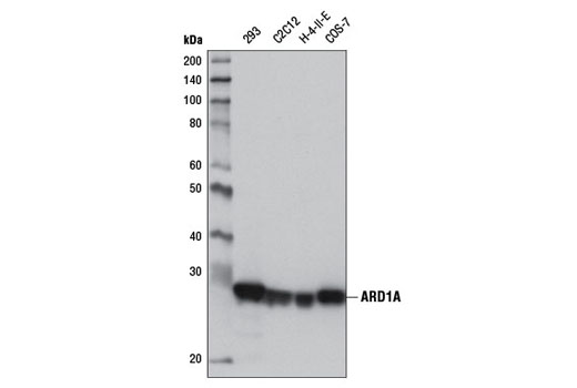 Western blot analysis of extracts from various cell lines using ARD1A (E1J2B) Rabbit mAb.