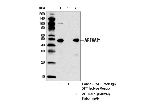 Immunoprecipitation of ARFGAP1 from C2C12 cell extracts using Rabbit (DA1E) mAb IgG XP ® Isotype Control #3900 (lane 2) or ARFGAP1 (D4C2M) Rabbit mAb (lane 3). Lane 1 is 10% input. Western blot analysis was performed using ARFGAP1 (D4C2M) Rabbit mAb.