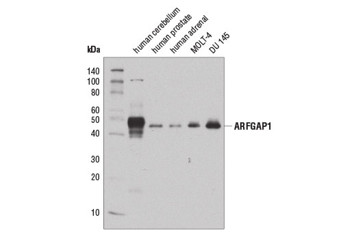 Western blot analysis of extracts from various tissues and cell lines using ARFGAP1 (D9A4V) Rabbit mAb.
