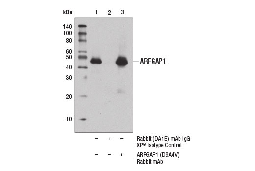 Immunoprecipitation of ARFGAP1 from MOLT-4 cell extracts using Rabbit (DA1E) mAb IgG XP ® Isotype Control #3900 (lane 2) or ARFGAP1 (D9A4V) Rabbit mAb (lane 3). Lane 1 is 10% input. Western blot analysis was performed using ARFGAP1 (D9A4V) Rabbit mAb.