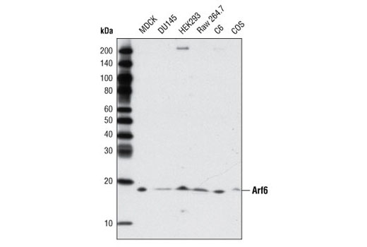 Western blot analysis of extracts from various cell lines using Arf6 Antibody.