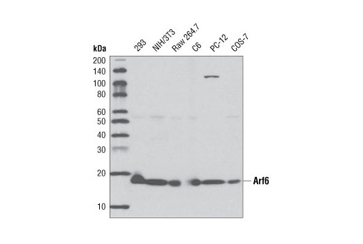 Western blot analysis of extracts from various cell lines, using Arf6 (D12G6) Rabbit mAb.