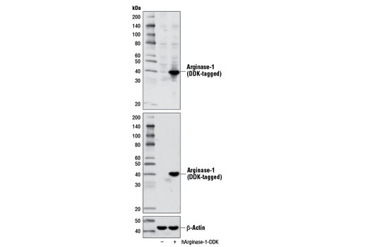 Western blot analysis of extracts from 293 cells, mock transfected (-) or transfected with a construct expressing DDK-tagged full-length human arginase-1 (hArginase-1-DDK, +), using Arginase-1 Antibody (upper), DYKDDDDK Tag (9A3) Mouse mAb #8146 (middle), and β-Actin (D6A8) Rabbit mAb #8457 (lower).