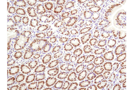 Immunohistochemical analysis of mouse colon using ARID1A/BAF250A (D2A8U) Rabbit mAb.