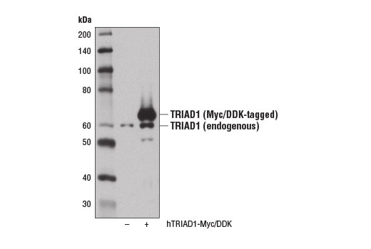Western blot analysis of extracts from 293T cells, mock transfected (-) or transfected with a construct expressing Myc/DDK-tagged full-length human TRIAD1 (hTRIAD1-Myc/DDK; +), using TRIAD1 Antibody.