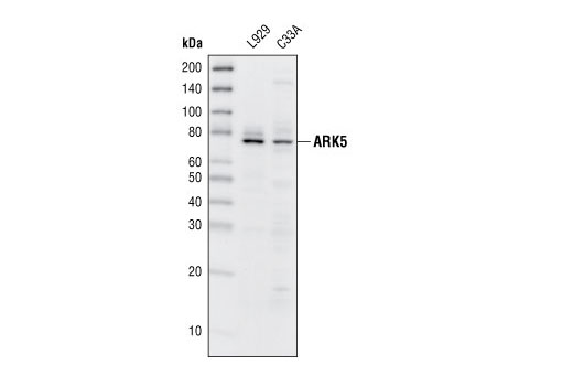 Western blot analysis of extracts from L929 and C33A cells, using ARK5 Antibody.