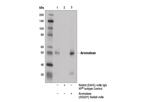 Immunoprecipitation of aromatase from mouse placenta extracts using Rabbit (DA1E) mAb IgG XP ® Isotype Control #3900 (lane 2) or Aromatase (D5Q2Y) Rabbit mAb (lane 3). Lane 1 is 10% input. Western blot analysis was performed using Aromatase (D5Q2Y) Rabbit mAb and Mouse Anti-rabbit IgG (Conformation Specific) (L27A9) mAb (HRP Conjugate) #5127.