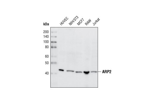 Western blot analysis of extracts from various cell types using ARP2 Antibody.