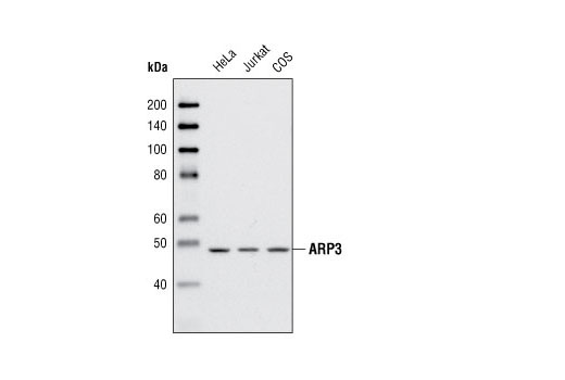 Western blot analysis of extracts from HeLa, Jurkat and COS cells using ARP3 Antibody.