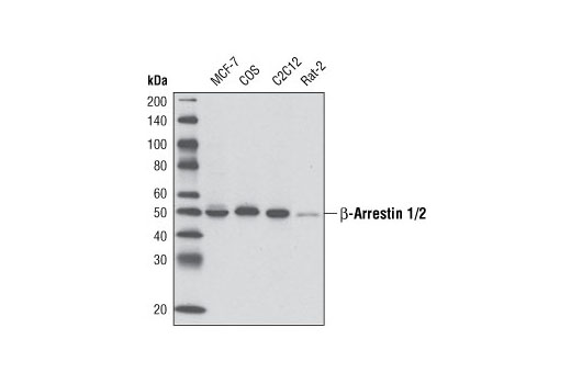 Western blot analysis of extracts from various cell lines using beta-Arrestin 1/2 (D24H9) Rabbit mAb.