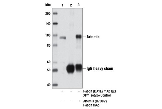 Immunoprecipitation of Artemis from HT-29 cell extracts using Rabbit (DA1E) mAb IgG XP ® Isotype Control #3900 (lane 2) or Artemis (D7O8V) Rabbit mAb (lane 3). Lane 1 is 10% input. Western blot was performed using Artemis (D7O8V) Rabbit mAb.