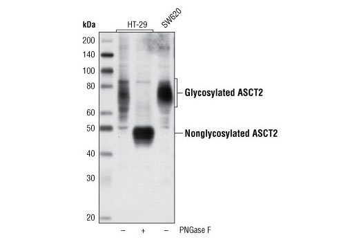Western blot analysis of extracts from HT-29 cells, untreated or treated with peptide N-glycosidase F (PNGase F), and untreated SW620 cells, using ASCT2 (V501) Antibody.