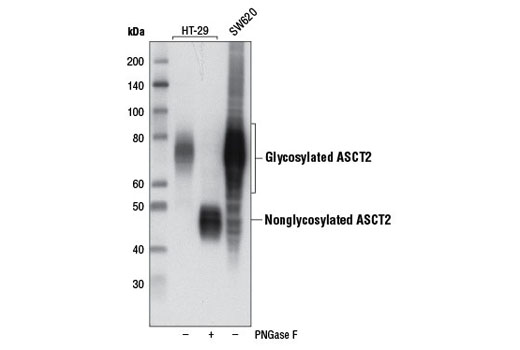 Western blot analysis of extracts from HT-29 cells, untreated or treated with peptide N-glycosidase F (PNGase F), and untreated SW620 cells using ASCT2 (D7C12) Rabbit mAb.