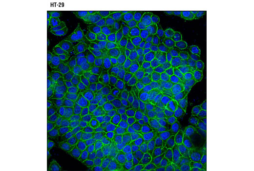Confocal immunofluorescent analysis of HT-29 cells using ASCT2 (D7C12) Rabbit mAb (green). Blue pseudocolor = DRAQ5 ® #4084 (fluorescent DNA dye).