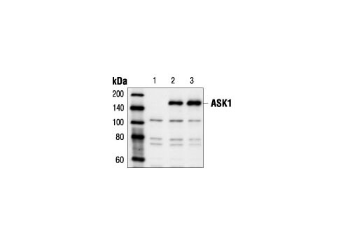 Western blot analysis of extracts from NIH/3T3 cells, untransfected (lane 1) or transfected with wild type (lane 2) or Ser83Ala mutant (lane 3) ASK1, using ASK1 Antibody.