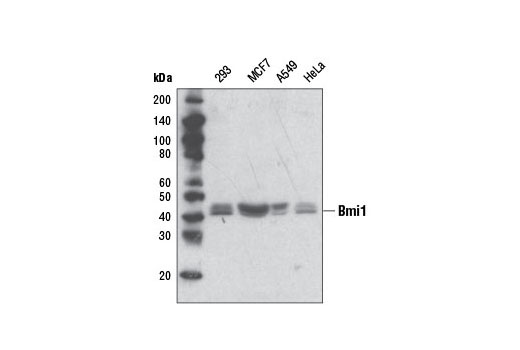 Western blot analysis of extracts from various cell lines using Bmi1 Antibody.