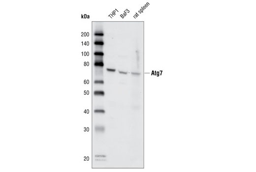 Western blot analysis of extracts from THP-1 and BaF3 cells and rat spleen using Atg7 Antibody.