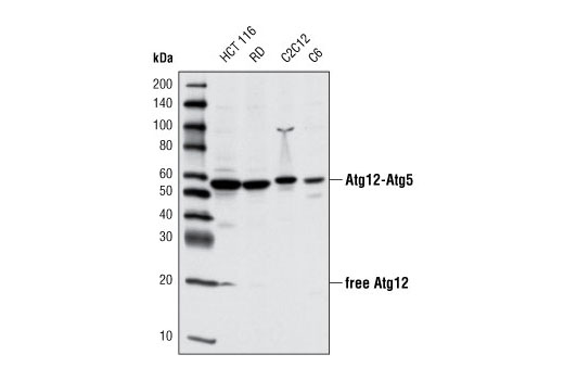 Western blot analysis of extracts from various cell lines using Atg12 (D88H11) Rabbit mAb.