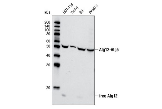 Western blot analysis of extracts from various cell lines using Atg12 Antibody (Human Specific).