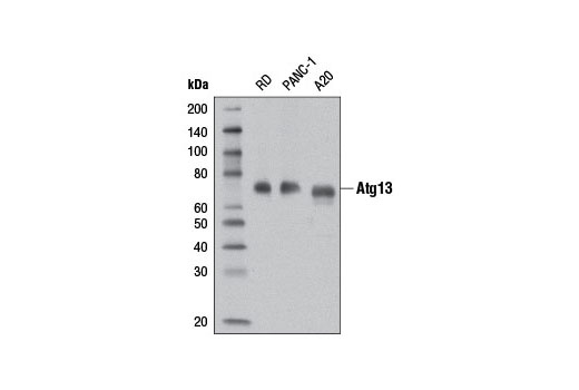 Western blot analysis of extracts from RD, PANC-1, and A20 cells using Atg13 (D4P1K) Rabbit mAb.
